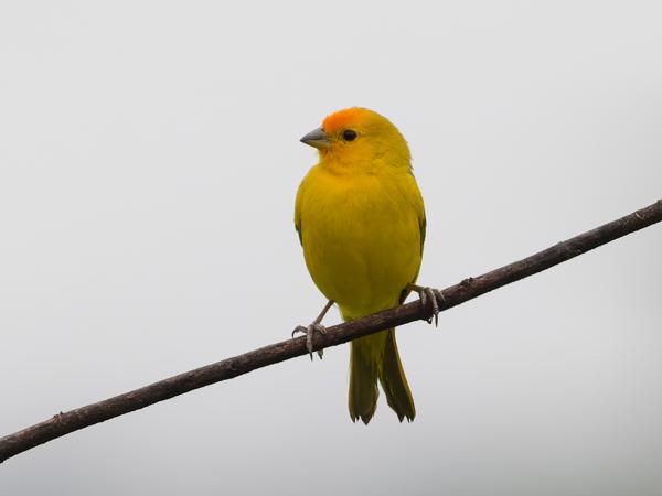Gewone saffraangors (Sicalis flaveola)